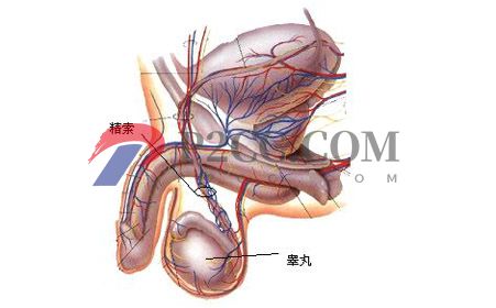 哪些睪丸問(wèn)題能引起男性不育？