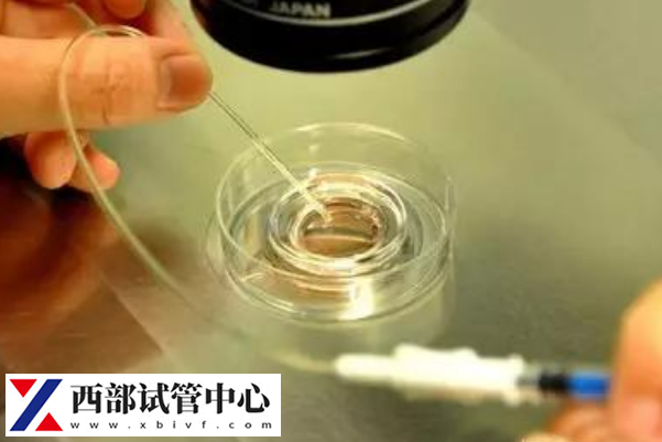 4ab囊胚內(nèi)細胞團數(shù)目更多