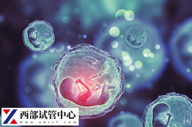 胚胎的質(zhì)量會影響胚胎的著床時間