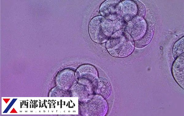 囊胚等級至少要達到4bc以上保證成功率