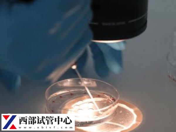 移植嵌合體百分之30胚胎有什么風(fēng)險